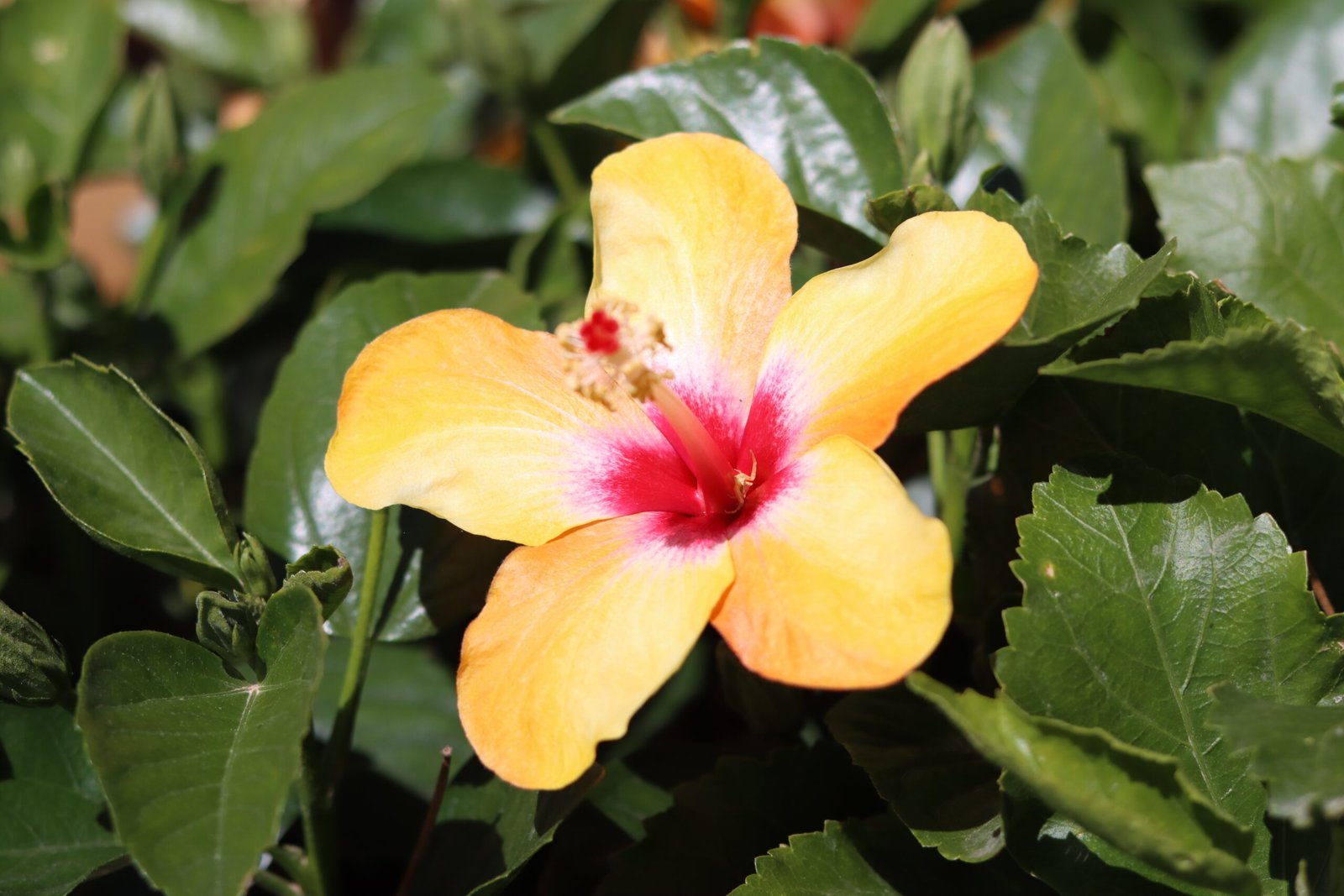 Professional restaurant photography